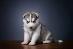 5 Universal Personality Traits of the Siberian Husky