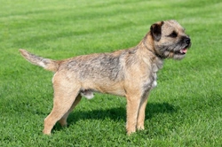 Is the Border Terrier a Good Choice of Pet?