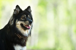 Pompe’s Disease DNA Testing for Finnish Lapphunds