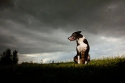 Thunder, Lightning and Pets: Keeping Your Pet Calm in Storms