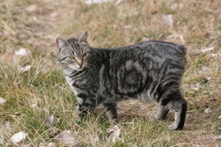 Manx Syndrome in Cats: Symptoms, Causes & Care Guide