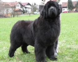 Il Terranova, le origini, il carattere e la morfologia