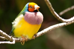 Gouldian Finch Guide: Care, Colours & Breeding Tips