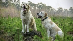 Labrador retriever: in quali colori possiamo trovarlo?