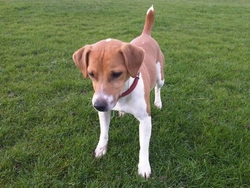 What is a Plummer Terrier? Complete Guide to Traits and Care