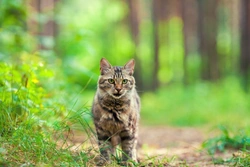 Understanding Homing Ability in Cats: How They Find Home