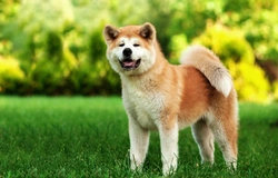Discover the Large, Bold Japanese Akita Dog Breed