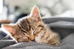 5 Essential FAQs on Training a Kitten Effectively