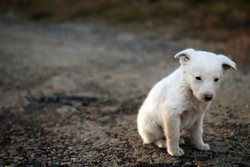 What to Do If You Find a Stray Dog: Safety and Help Guide