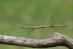 Stick Insects: Are They Good Pets for Kids?