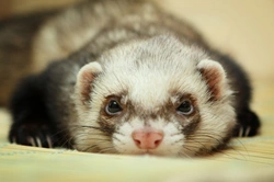 8 Warning Signs Your Ferret May Be Unwell