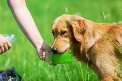 6 Essential Tips to Prevent Dehydration in Dogs