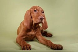 Top 5 Dog Breeds That Bring You Joy Every Day