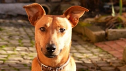 Introductory Primer to Dog Psychology: How Dogs Think & Behave