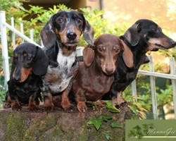 Il Bassotto, una realtà di affezione e simpatia