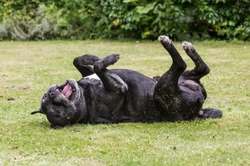 Why Your Dog Does Certain Weird Things: 7 Common Behaviours Explained