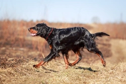 Gordon Setter Health, Hereditary Issues & Longevity Guide