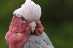 Galah Cockatoo Care Guide: Traits, Feeding & Breeding