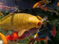 Complete Guide to Caring for Koi Carp in Your Pond