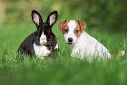 Training a Puppy to Live Safely with a House Rabbit