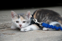 Step-by-Step Guide to Teaching Your Indoor Kitten to Walk on a Harness