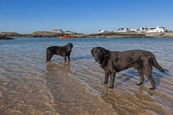 Top Dog Friendly Beaches in the UK for 2025