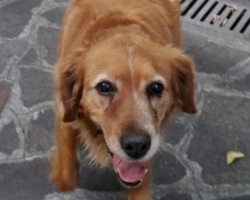 Adozioni cani: la storia di Giuditta, incrocio Setter