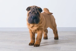 Tight Lip Syndrome in Chinese Shar Pei Puppies: Causes & Treatment
