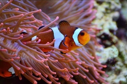 Pez payaso: cuidados y acondicionamiento del acuario