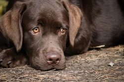 Why never to medicate your dog for diarrhoea without vet advice