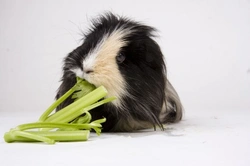 Best Food for Guinea Pigs: Complete Care Guide