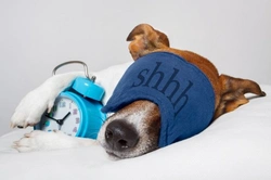 Dogs and Sleep: Understanding Canine Sleeping Habits