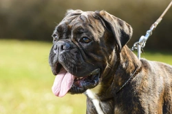 Hypothyroidism in Dogs: Causes, Symptoms & Treatment