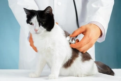 Coronavirus felino en gatos: causas, síntomas y prevención