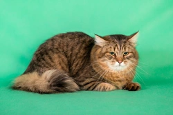 10 Cat Breeds That Originated in Russia with Unique Histories