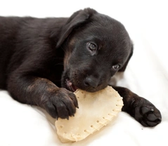 Como adiestrar a un cachorro paso a paso