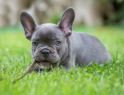 Blue Frenchies: Complete Guide to Blue French Bulldogs UK 2025