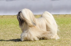 Lhasa Apso hereditary health and testing guide