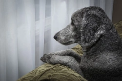 Four reasons why your postman can drive your dog wild