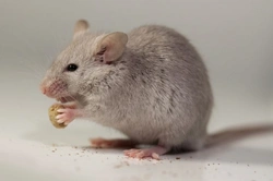 Why Mice Make Great Pets: A Complete Guide for Families
