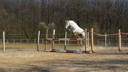 Löshoppning med häst – hur långt ska det vara mellan hindren?