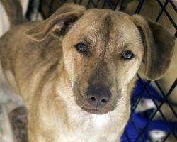 E' possibile adottare un cane randagio in Italia? Se sì, come?