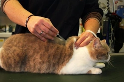 Complete Guide to Vaccinating Your Cat for Lifelong Health