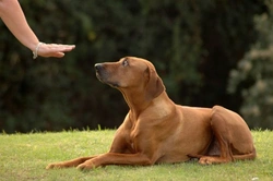 10 consejos para encontrar un buen especialista en comportamiento canino