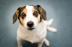 11 Essential Tips for Choosing a Healthy New Puppy