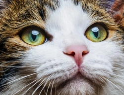 Why Do Cats' Eyes Glow in the Dark? Understanding Night Vision