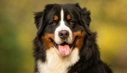 Symptoms of hypothyroidism in dogs: Key signs to spot
