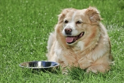 Basic Dog Care: Essential Tips for Happy, Healthy Dogs