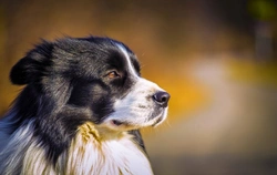 Systemic Lupus Erythematosus in Dogs: Causes, Symptoms & Treatment