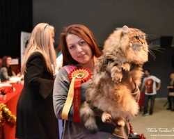 Come diventare allevatori felini e come richiedere l'affisso